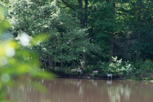 Photo de la galerie de l'établissement Luxe tent Coq de Marans, à Ronnet