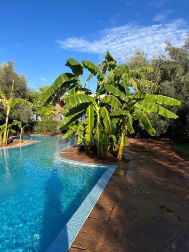 una palmera junto a una piscina en Le Domaine de Carole Marrakech, en Akkara