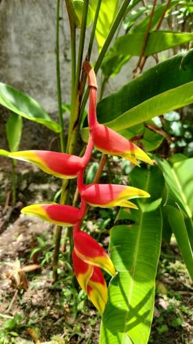 a group of red and yellow flowers on a plant at Casa Colonial Estate, Cozumel in Cozumel