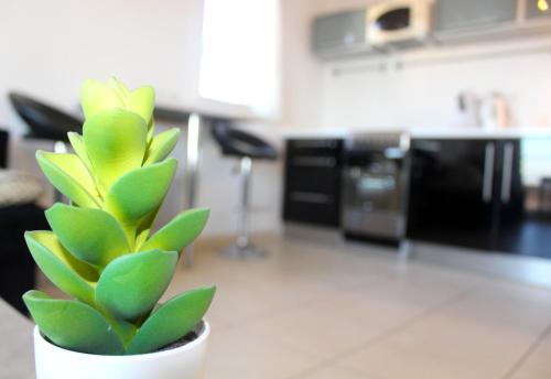 une plante verte dans un pot blanc dans une cuisine dans l'établissement T3 Cosy et spacieux - 4 à 6 couchages - climatisé, calme proche étang de Thau, à Marseillan