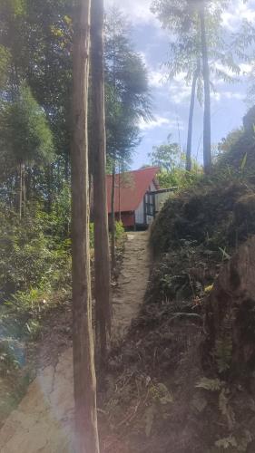 une maison au milieu d'une forêt plantée d'arbres dans l'établissement Doko Resort, Kanyam, à Suryodaya