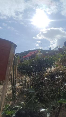 un champ de plantes avec le soleil en arrière-plan dans l'établissement Doko Resort, Kanyam, à Suryodaya