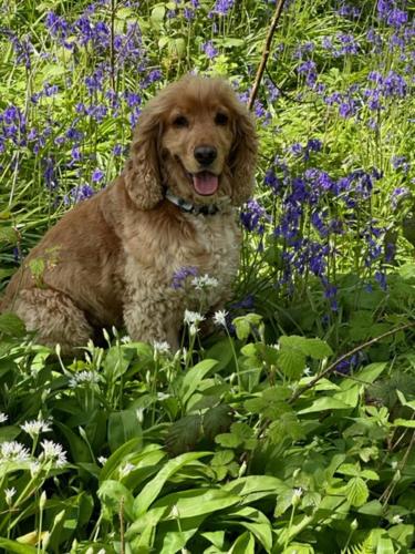 a brown dog sitting in a field of flowers at Hael Farm Cottage in Swansea