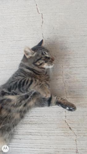 un gato tirado en su espalda en una pared en La Casa de la Abuela, en San Sebastian Xolalpa