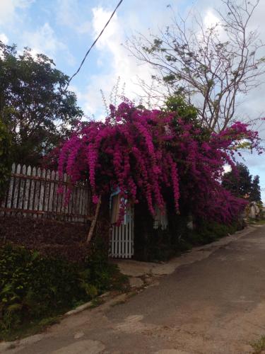 Gia NghĩaにあるLy's homestayの塀に垂れ下がる紫色の花束