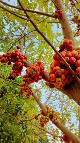 a bunch of fruits hanging from a tree at Hang Mua Eco Garden in Xuân Sơn