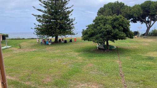 two trees in a field next to the ocean at Chez Céline & Rudi in San-Nicolao