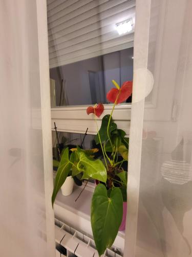 a plant sitting on a window sill in a room at Apartman Jarun lake lux in Zagreb