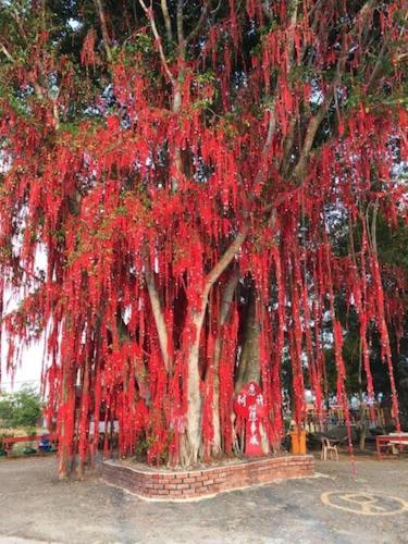 a group of trees decorated with red streamers at Sekinchan 2008 Homestay 悦客 法式奶油风民宿 in Sekincan