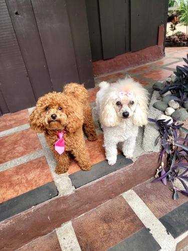 two dogs sitting on the step of a door at ALAJUELA CITY Hotel & Guest House in Alajuela City