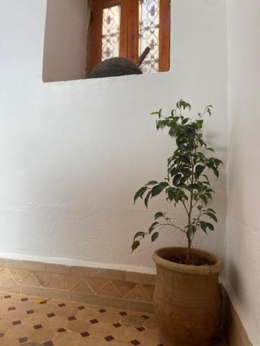 a plant in a pot in a room with a mirror at Tafsut dades guesthouse stay with locals in Tamellalt