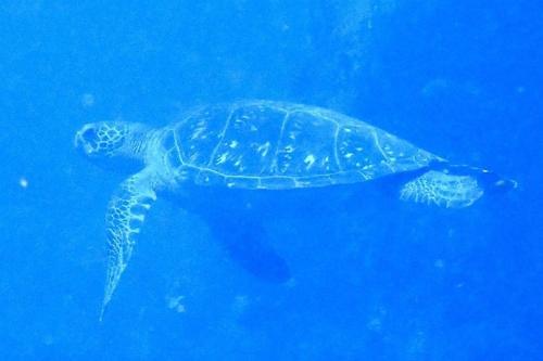 a green turtle swimming in the blue water at 三浜館 伊豆大島 in Oshima