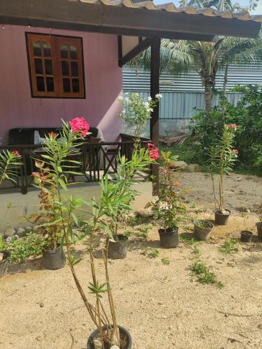 a group of potted plants in front of a house at Thai Style Housing in Koh Phangan