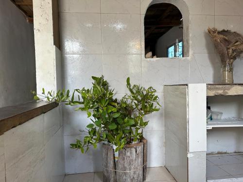 a plant in a pot in a room with a mirror at Punta Arena EcoHostal & EcoFit - Your Eco-Friendly Oasis 01 in Playa Punta Arena