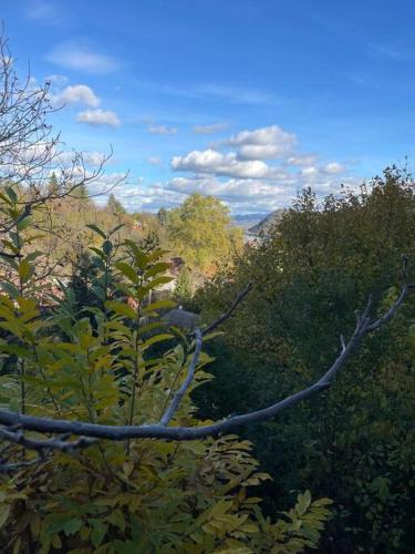 a group of trees and bushes with a blue sky at Stúdió Nagymaros in Nagymaros