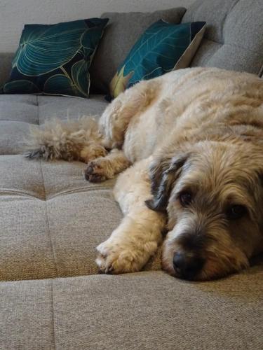 a large brown dog laying on a couch at Sammy's FeWo in Hahnenklee-Bockswiese