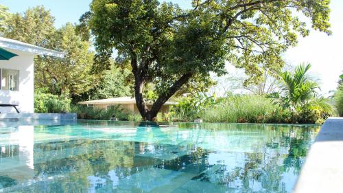 a swimming pool with a tree in the background at Tee-K Lodge Tamarindo in Tamarindo