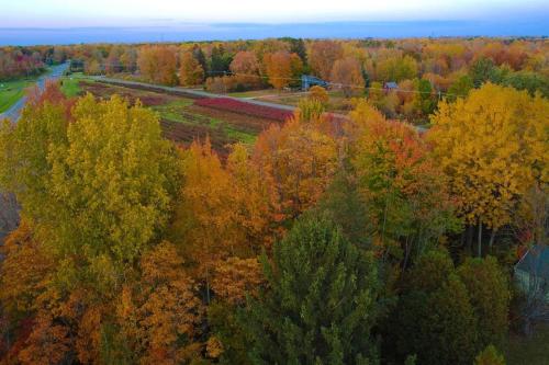 an aerial view of a forest of colorful trees at Spacious Pickleball Pines in South Haven