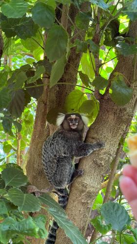 a monkey sitting on the side of a tree at Pousada Canto do sabiá Imbassaí in Imbassai