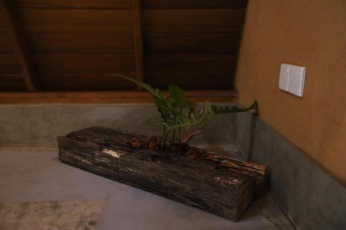 a plant sitting on top of a log in a room at Cinnamon Paradise Cinnamon Room in Ahangama