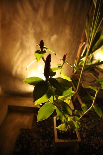 a plant in a vase with a plant at Cinnamon Paradise Cinnamon Room in Ahangama