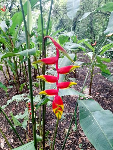 a red and yellow flower on a plant at Jardines del Golfo in Lepanto