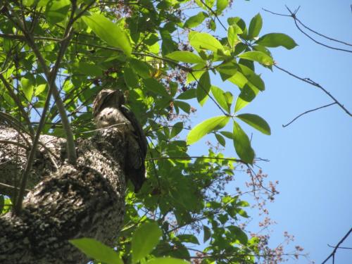 a bird perched in a tree at Jardines del Golfo in Lepanto