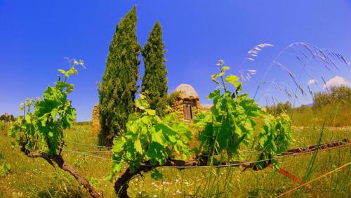 a field with two trees and a building in the distance at La Rivayne in Lourmarin