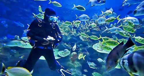 a man in an aquarium with a lot of fish at 2 bdrm - Sleeps 8 -Ocean front -Ocean View in Mazatlán