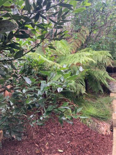 a garden with green plants and trees at A Stylish and Unique Retreat at Surf Beach in Surf Beach