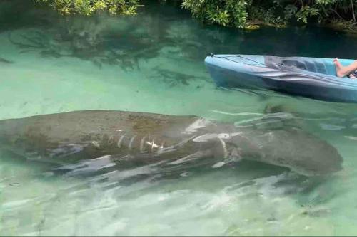 a dead elephant in the water next to a boat at Manatee Oasis Weeki Wachee Family Fun Pool Home in Spring Hill