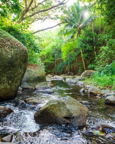 a stream in a jungle with rocks and trees at Martinique Treehouse in Canton Suisse