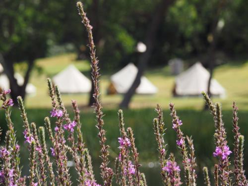 a field of purple flowers with white tents in the background at Iluka Retreat Glamping Village & Group Lodge Accommodation in Red Hill South