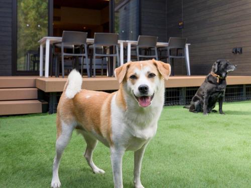 dos perros sentados en el césped en un patio en Rakuten Stay Villa 日光 en Nikko