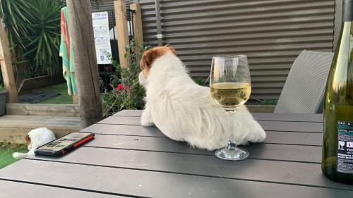 a dog sitting on a table next to a glass of wine at Huge house Your Hunter Valley Wine Staycation ! in Pokolbin