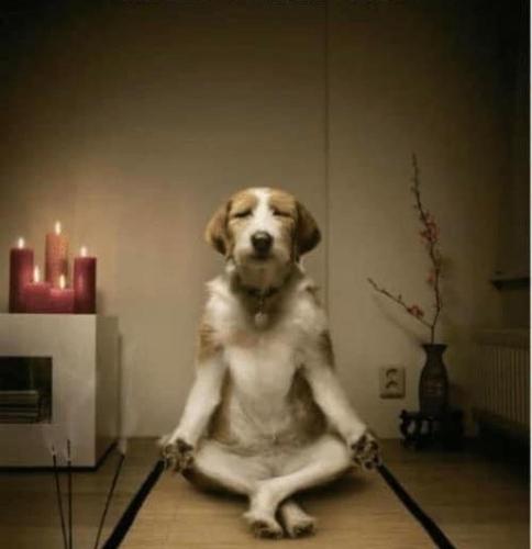 a dog sitting on the floor in a room with candles at Huge house Your Hunter Valley Wine Staycation ! in Pokolbin