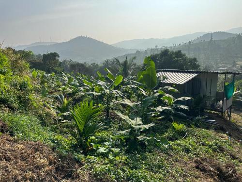 un campo de plátanos frente a una casa en Misty hills farm stay, en Attappādi