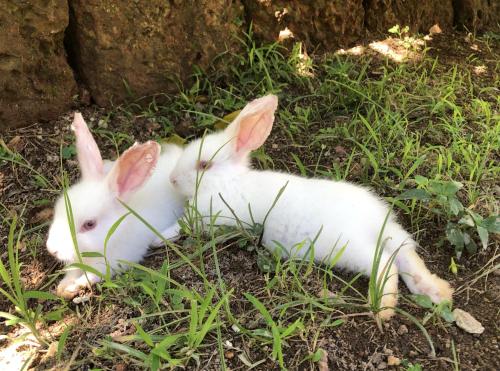 Tiere im Hotel oder in der Nähe