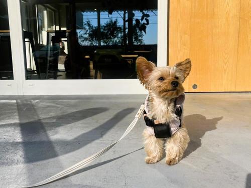 un perro pequeño con una correa en una acera en KAMOME SLOW HOTEL the COMPACT en Awaji