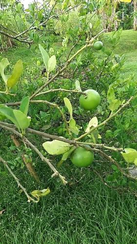 een boom met groene appels erop in het gras bij Studio cosy au Lamentin in Lamentin