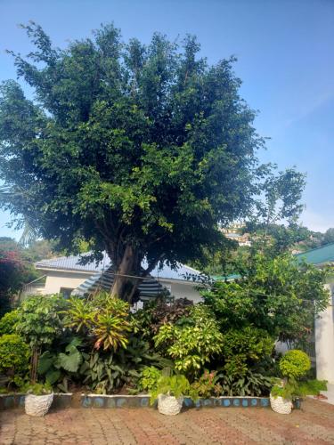 ein Baum vor einem Gebäude mit Pflanzen in der Unterkunft Dwina Apartements in Mwanza