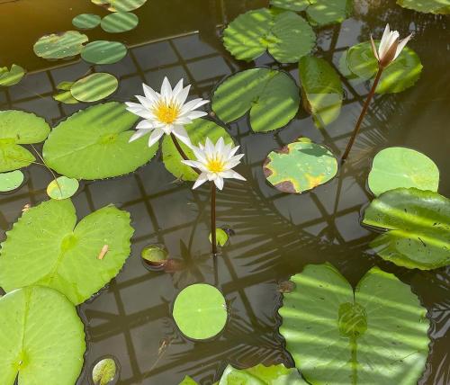 two white flowers in a pond with green lily pads at Hippie Paws in Mandrem