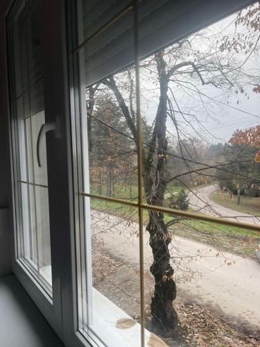 una ventana con vistas a un árbol en Twins, en Bečej