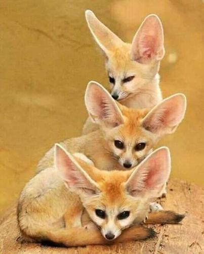 three kittens sitting on top of a log at GITE Take your time in Merzouga