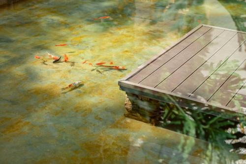 a group of koi in a pond with a wooden bench at Zhangjiajie Qiquan Vacation B&B in Zhangjiajie