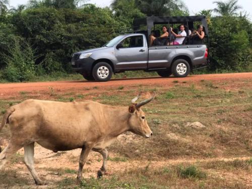 a bull walking in front of a truck with people at Les Hibiscus sur Mer in Kabrousse