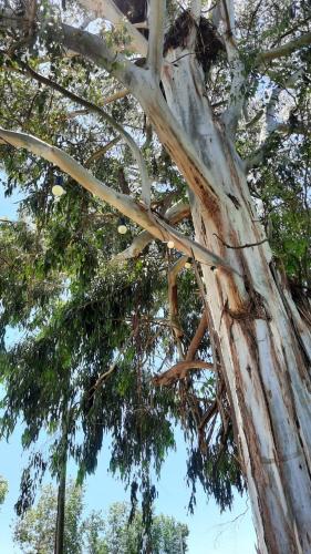 a close up of the trunk of a tree at La Quinta de LOS ABU in Ramallo