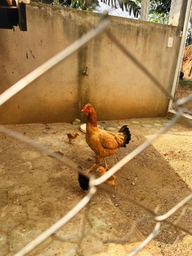 a chicken standing on the ground behind a fence at Pousada Jovimar in Aparecida