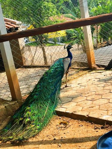 a peacock standing on the ground next to a fence at Pousada Jovimar in Aparecida