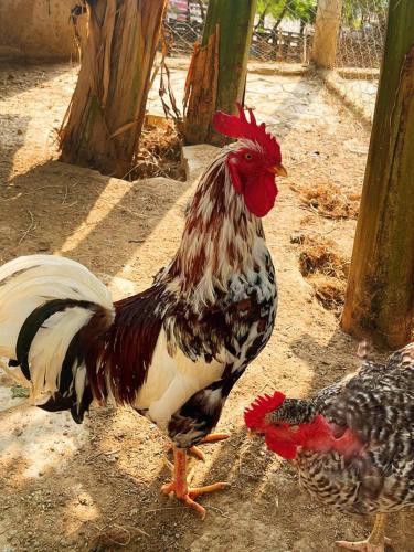 a rooster and a chicken standing on the ground at Pousada Jovimar in Aparecida